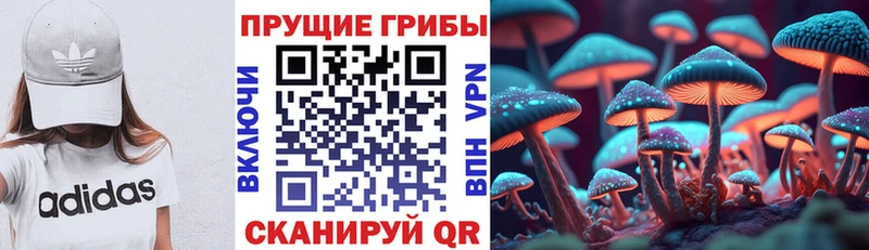 продажа наркотиков  Шлиссельбург  Галлюциногенные грибы MAGIC MUSHROOMS 